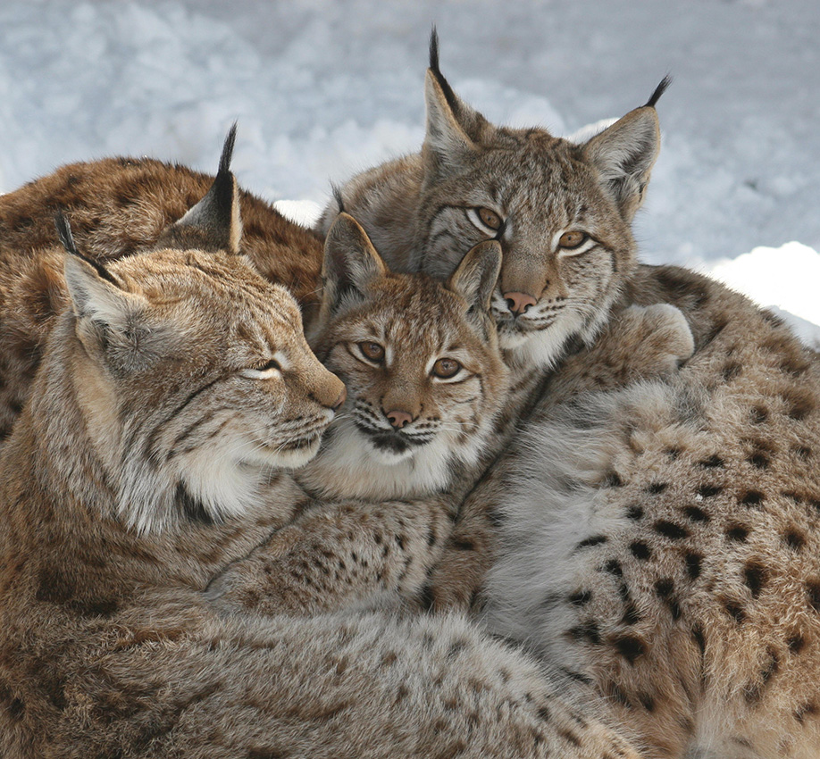 Alpenzoo Innsbruck© Innsbruck Tourismus Alpenzoo